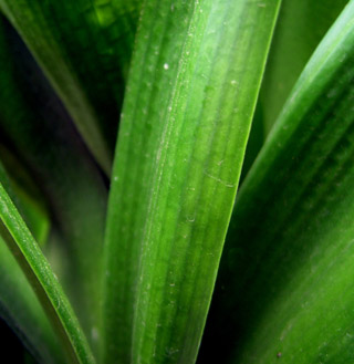 aloe plant