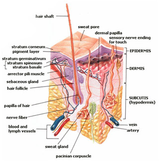 Eczema Keratosis Pilaris